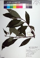 台北玉葉金花藏品圖，第1張