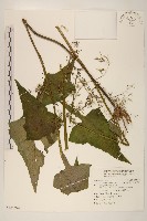 山苦藚、假福王草藏品圖，第1張