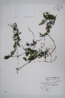 針刺草藏品圖，第1張