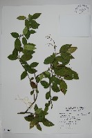 絡石藏品圖，第1張