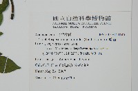 絡石藏品圖，第2張