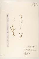 藤花椒藏品圖，第1張