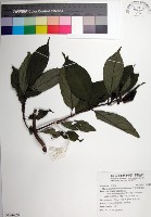 台北玉葉金花藏品圖，第1張