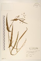 多頭苦菜、野剪刀股藏品圖，第1張