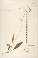 刀傷草藏品圖，第1張