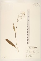 刀傷草藏品圖，第1張