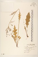 刀傷草藏品圖，第1張