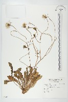 貓兒菊藏品圖，第1張