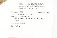 貓兒菊藏品圖，第2張