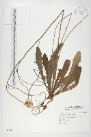 貓兒菊藏品圖，第1張