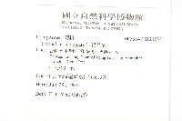 貓兒菊藏品圖，第2張