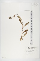 森氏山柳菊藏品圖，第1張