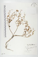 狗娃花藏品圖，第1張