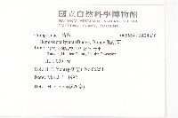 泥胡菜藏品圖，第2張