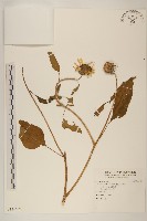 塊根向日葵藏品圖，第1張