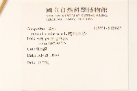 塊根向日葵藏品圖，第2張