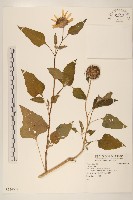 登錄號:S124639藏品圖，第1張