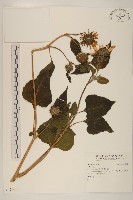 登錄號:S124640藏品圖，第1張