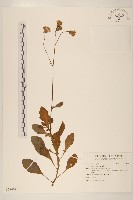 登錄號:S124641藏品圖，第1張