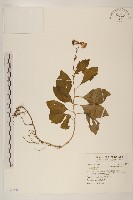 黃花三七草藏品圖，第1張