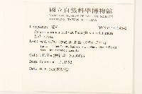 黃花三七草藏品圖，第2張