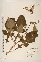 黃花三七草藏品圖，第1張