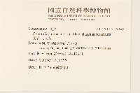 黃花三七草藏品圖，第2張