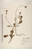 白鳳菜藏品圖，第1張