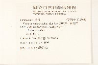 線球菊、田基黃藏品圖，第2張