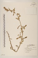 鼠麴舅藏品圖，第1張