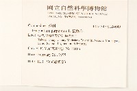 鼠麴舅藏品圖，第2張