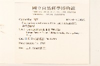 分枝鼠麴草藏品圖，第2張