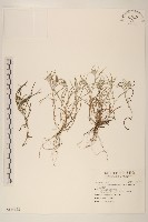 分枝鼠麴草藏品圖，第1張