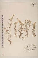 多莖鼠麴草藏品圖，第1張