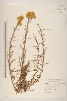 秋鼠麴草藏品圖，第1張