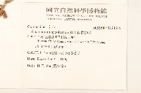 秋鼠麴草藏品圖，第2張