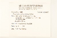 鼠麴草藏品圖，第2張