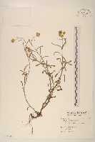 鼠麴草藏品圖，第1張