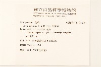 鼠麴草藏品圖，第2張