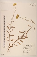 鼠麴草藏品圖，第1張