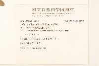 鼠麴草藏品圖，第2張