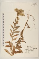 紅面番藏品圖，第1張