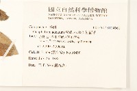 紅面番藏品圖，第2張