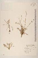 香茹藏品圖，第1張