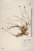 香茹藏品圖，第1張