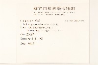 小米菊藏品圖，第2張