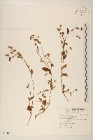 小米菊藏品圖，第1張