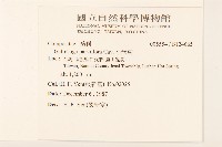 小米菊藏品圖，第2張