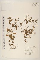 小米菊藏品圖，第1張