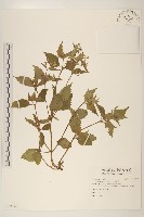 小米菊藏品圖，第1張